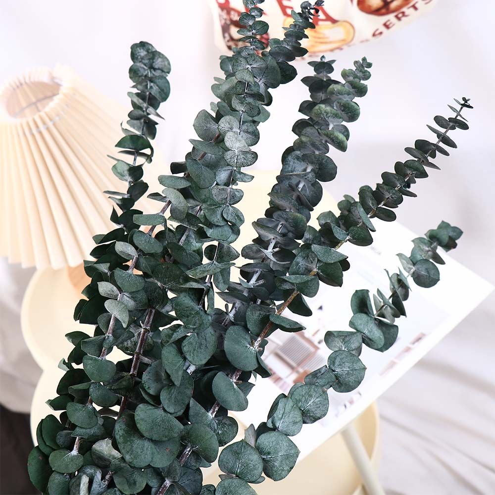 10 Adet Gerçek Yapraklı Asılı  - Eucalyptus Preserved incelemesi ve fiyatı