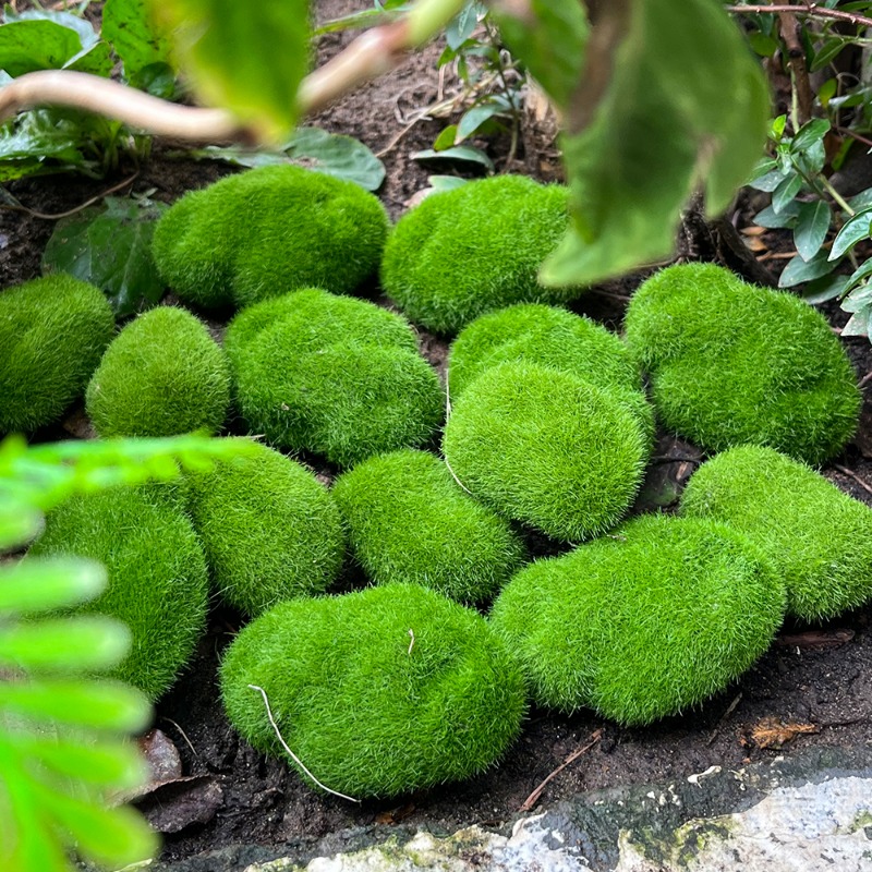 100/5 adet yapay yosun kaya sa - Preserved Moss Sheet incelemesi ve fiyatı