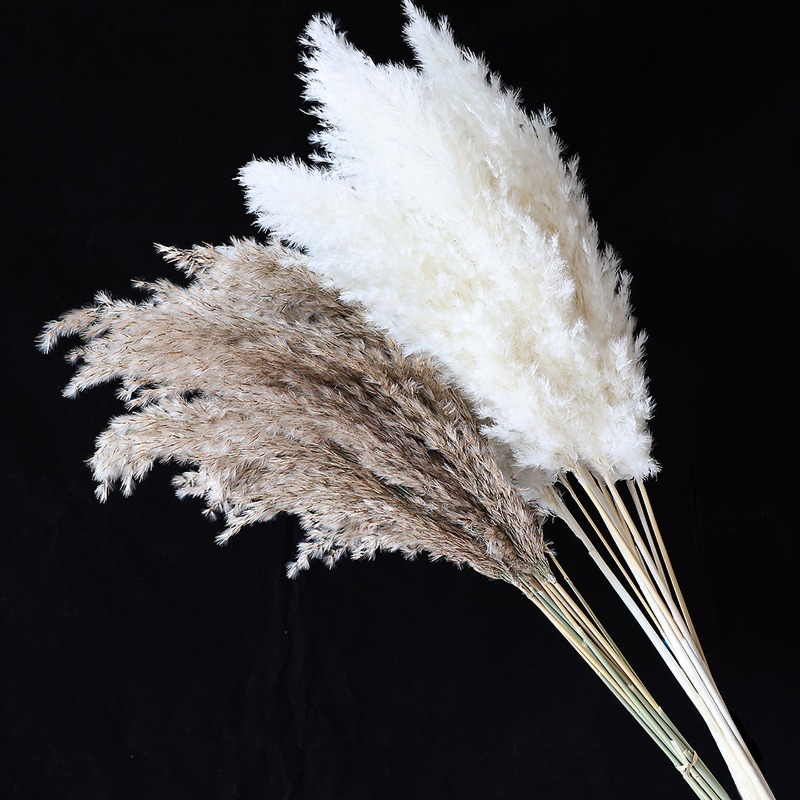 10 Adet Renkli Doğal Sazlık Pa - Florist Supply Vases incelemesi ve fiyatı