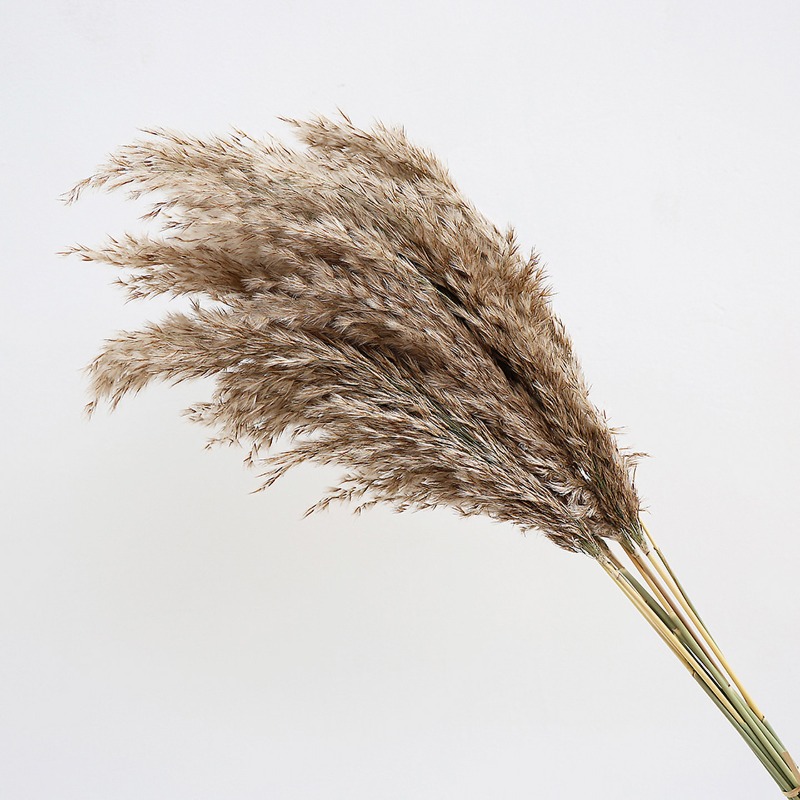 10 Adet Renkli Doğal Sazlık Pa - Florist Supply Vases incelemesi ve fiyatı