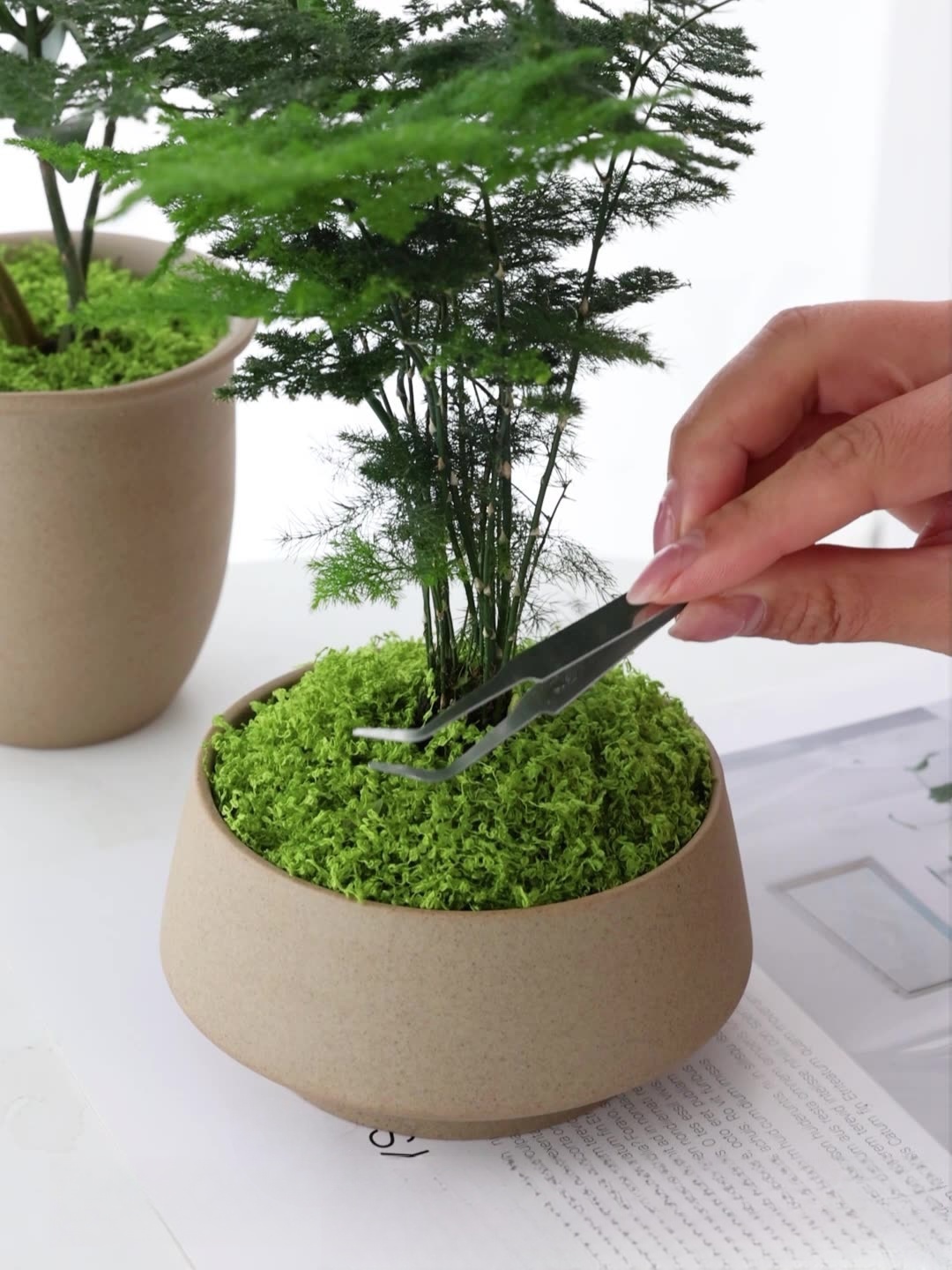 Yapay yosun filamentleri yosun - Preserved Moss Sheet incelemesi ve fiyatı
